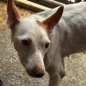Podenco Tabitha, 01/2025, ca. 45 cm