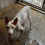 Podenco Tabitha, 01/2025, ca. 45 cm