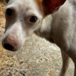 Podenco Tabitha, 01/2025, ca. 45 cm