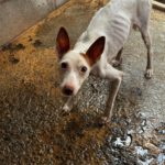 Podenco Tabitha, 01/2025, ca. 45 cm