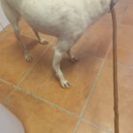 Podenco Tabitha, 01/2025, ca. 45 cm