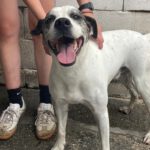 Boxer Mischling Tano, 06/2020, ca. 50 cm