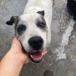 Boxer Mischling Tano, 06/2020, ca. 50 cm