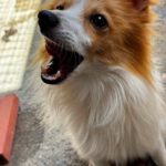 Pomeranian Mischling Temu, 06/2025, ca. 35 cm