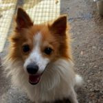 Pomeranian Mischling Temu, 06/2025, ca. 35 cm