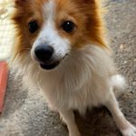 Pomeranian Mischling Temu, 06/2025, ca. 35 cm