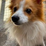 Pomeranian Mischling Temu, 06/2025, ca. 35 cm