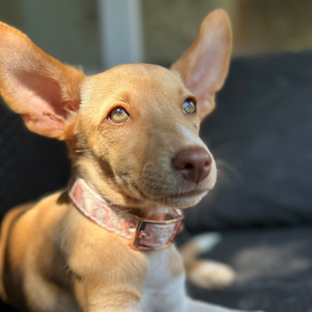 Podenco Tia Maria, 04/2026, Endgröße ca. 40 cm, 27283 Verden