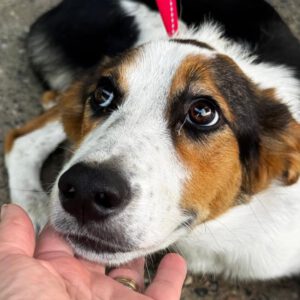Collie Mischling Timothy, 11/2025, Endgröße ca. 50 cm