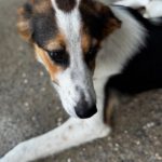 Collie Mischling Timothy, 11/2025, Endgröße ca. 50 cm