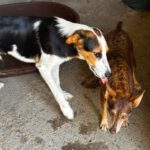 Collie Mischling Timothy, 11/2025, Endgröße ca. 50 cm