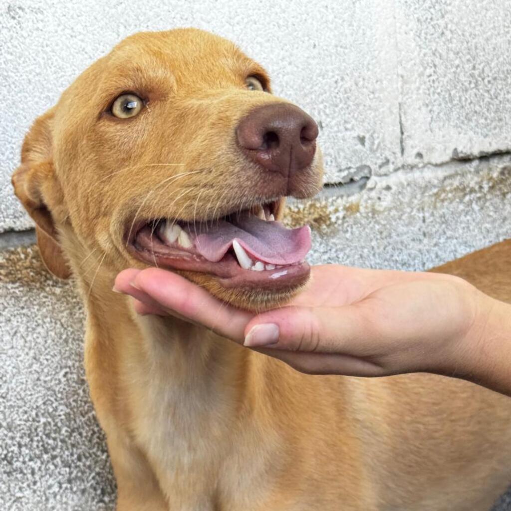 Podenco Toledo, 01/2026, Endgröße ca. 40 cm