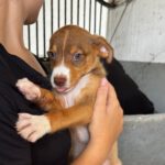 Podenco Mischling Toyota, 05/2026, ca. 45 cm