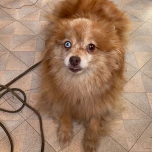 Pomeranian Uni, 07/2019, ca. 25 cm, 28865 Lilienthal