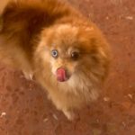 Pomeranian Uni, 07/2019, ca. 25 cm, 28865 Lilienthal