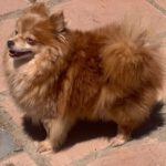 Pomeranian Uni, 07/2019, ca. 25 cm, 28865 Lilienthal