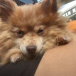 Pomeranian Uni, 07/2019, ca. 25 cm, 28865 Lilienthal