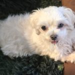 Malteser Vicky, 10/2020, ca. 25 cm, 76831 Heuchelheim