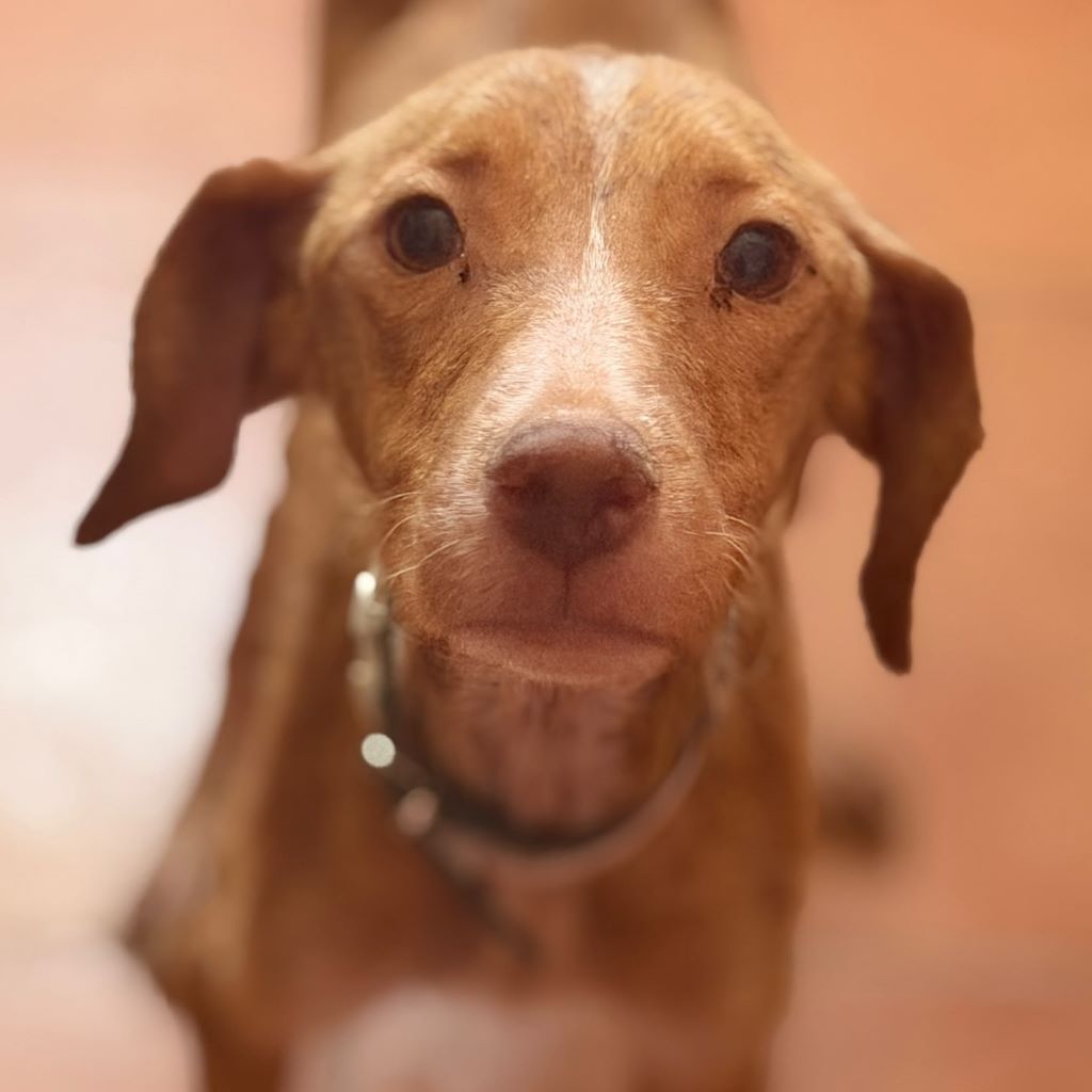 Podenco Vicky, 08/2023, ca. 45 cm
