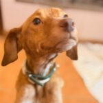 Podenco Vicky, 08/2023, ca. 45 cm