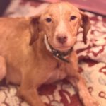 Podenco Vicky, 08/2023, ca. 45 cm
