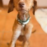 Podenco Vicky, 08/2023, ca. 45 cm
