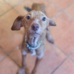 Podenco Vicky, 08/2023, ca. 45 cm