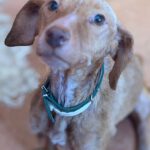 Podenco Vicky, 08/2023, ca. 45 cm