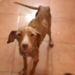 Podenco Vicky, 08/2023, ca. 45 cm