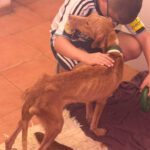 Podenco Vicky, 08/2023, ca. 45 cm
