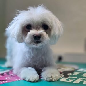Malteser Winnie, 10/2020, ca. 20 cm, 73272 Neidlingen