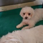 Malteser Winnie, 10/2020, ca. 20 cm, 73272 Neidlingen