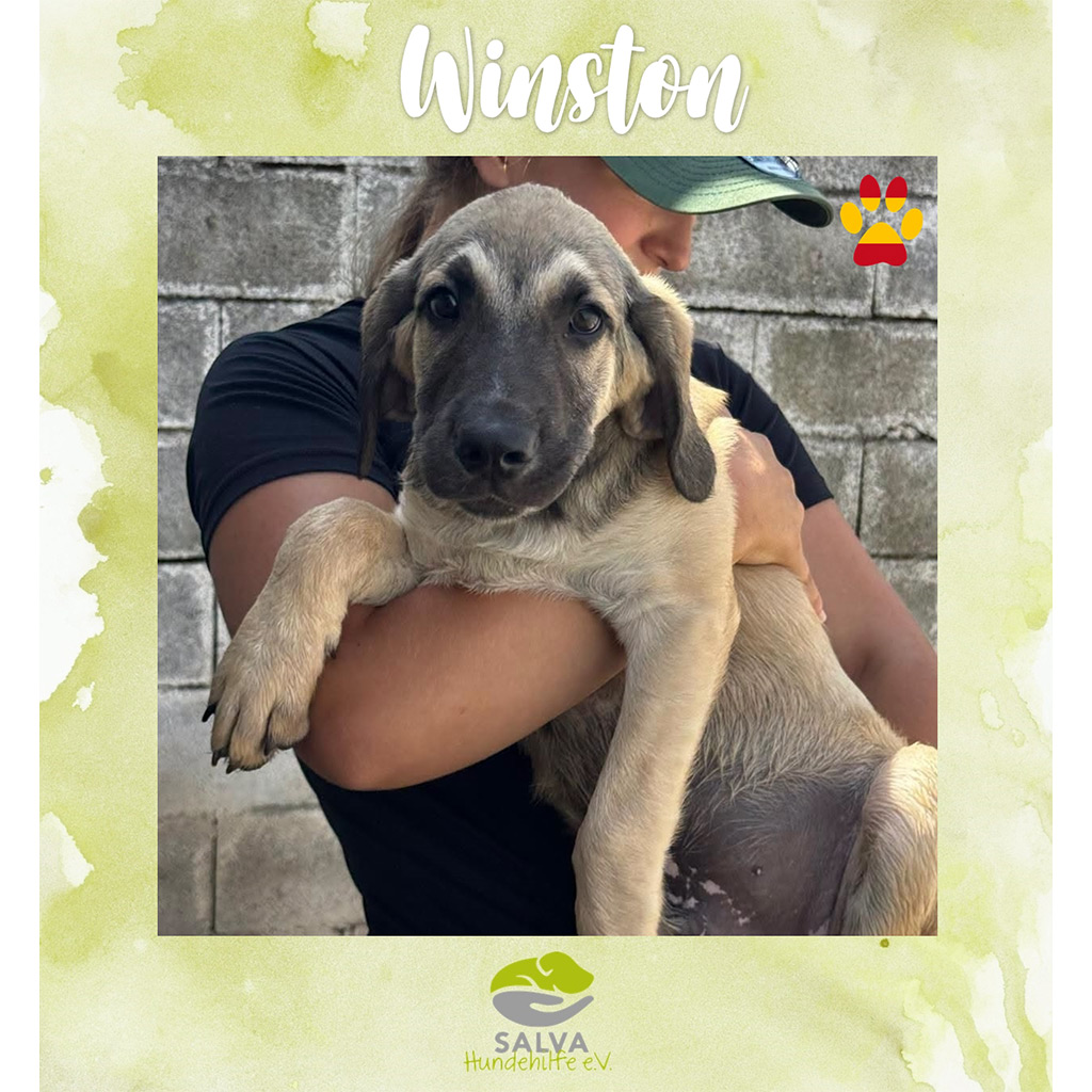 SALVA-Motto im August: Welpenflut in Spanien - Winston
