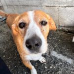 Terrier Mischling Yaqui, 05/2017, ca. 35 cm