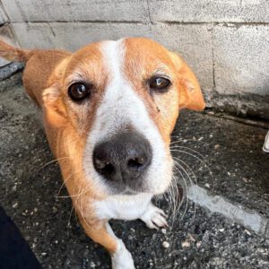 Terrier Mischling Yaqui, 05/2017, ca. 35 cm