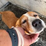 Terrier Mischling Yaqui, 05/2017, ca. 35 cm