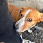 Terrier Mischling Yaqui, 05/2017, ca. 35 cm