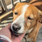 Terrier Mischling Yaqui, 05/2017, ca. 35 cm