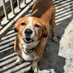 Terrier Mischling Yaqui, 05/2017, ca. 35 cm