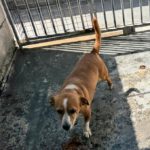 Terrier Mischling Yaqui, 05/2017, ca. 35 cm