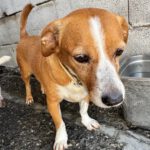 Terrier Mischling Yaqui, 05/2017, ca. 35 cm
