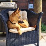 Malinois-Podenco-Mischling Ymir, 08/2025, Endgröße ca. 50-55 cm,47475 Kamp Linfort