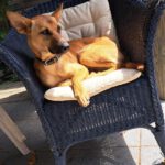 Malinois-Podenco-Mischling Ymir, 08/2025, Endgröße ca. 50-55 cm,47475 Kamp Linfort