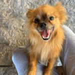 Pomeranian Mischling Yolo, 08/2024, ca. 30 cm