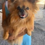 Pomeranian Mischling Yolo, 08/2024, ca. 30 cm