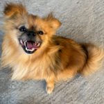Pomeranian Mischling Yolo, 08/2024, ca. 30 cm