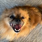 Pomeranian Mischling Yolo, 08/2024, ca. 30 cm