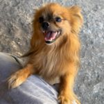 Pomeranian Mischling Yolo, 08/2024, ca. 30 cm