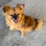 Pomeranian Mischling Yolo, 08/2024, ca. 30 cm