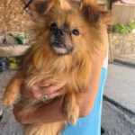 Pomeranian Mischling Yolo, 08/2024, ca. 30 cm